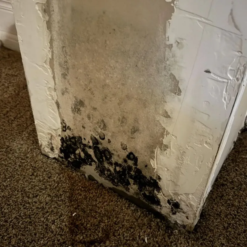 Professional Mold Removal in Amelia County, VA